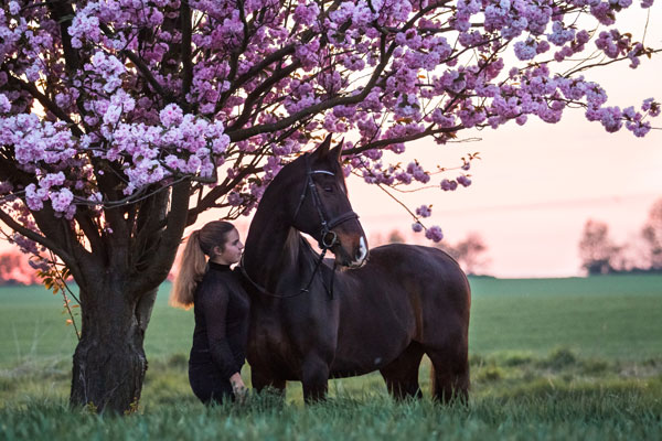 Mädchen mit Pferd zur Kirschblüte im Sonnenuntergang